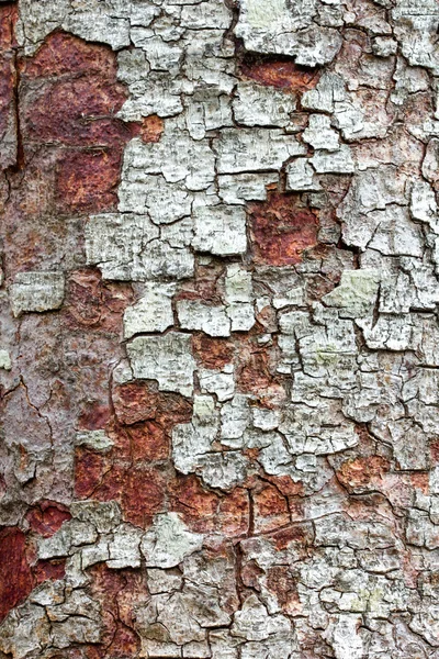 Albero di corteccia — Foto Stock