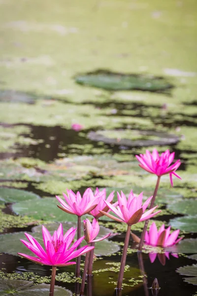 Water Lily — Stock Photo, Image