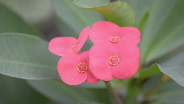 Rote Dendrobium-Blume — Stockvideo