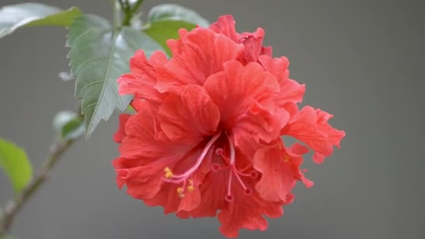 Röd hibiscus blomma — Stockvideo