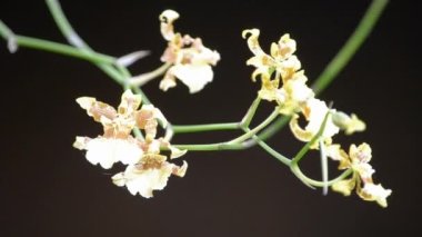 Sarı dendrobium orkide