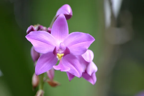 Paarse dendrobium orchid — Stockfoto