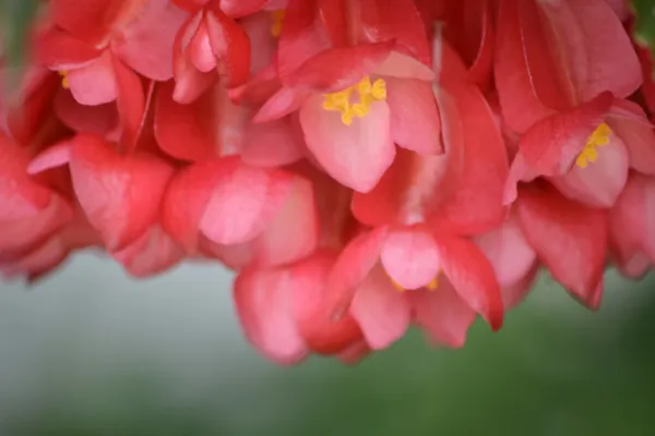 Flor de euforbia roja —  Fotos de Stock