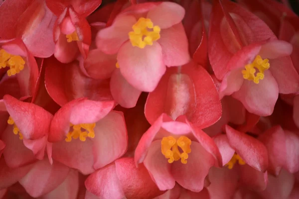 Flor de euforbia roja —  Fotos de Stock