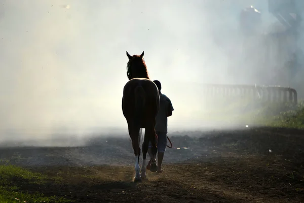 茶色の馬と男 — ストック写真