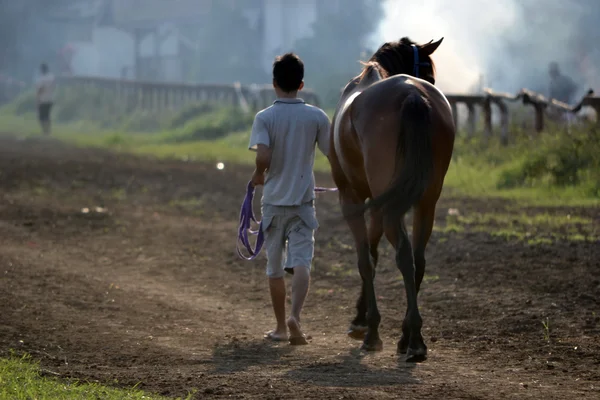 茶色の馬と男 — ストック写真