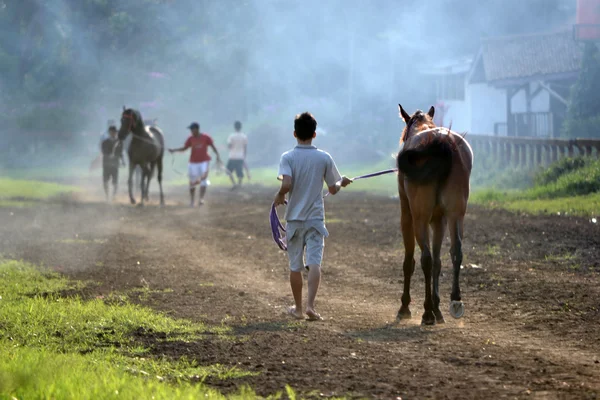 茶色の馬と男 — ストック写真