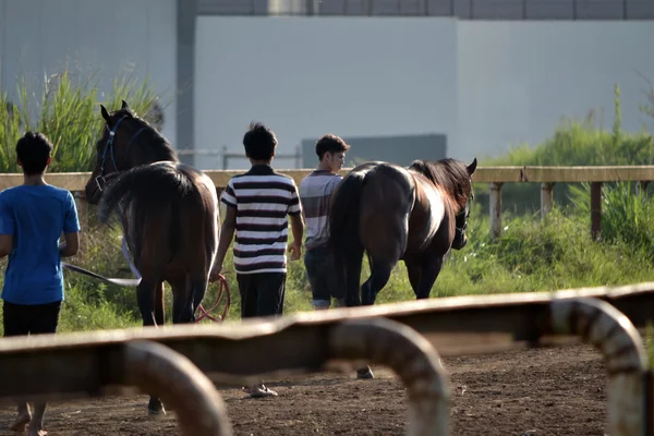 Bruin paard en een man — Stockfoto