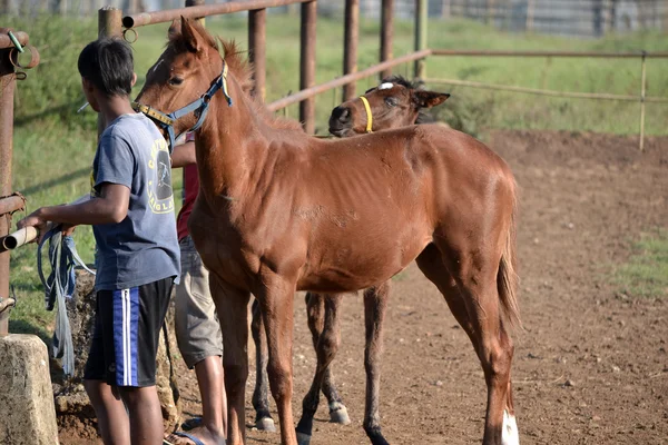 Bruin paard en een man — Stockfoto