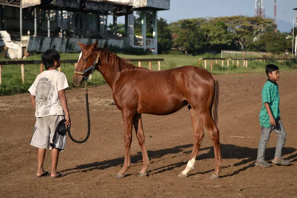 Bruin paard en een man — Stockfoto