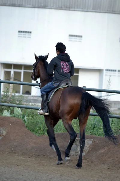 若い男の子の乗馬馬 — ストック写真