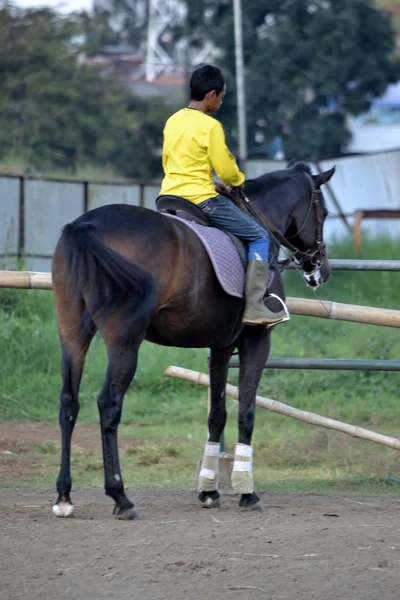 Joven caballo de montar — Foto de Stock