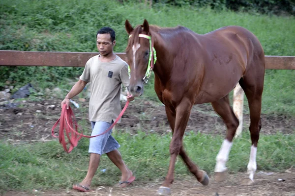 Bruin paard en een man — Stockfoto