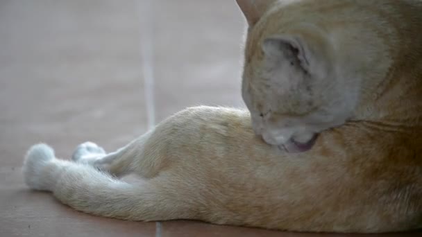 Brązowy kot — Wideo stockowe
