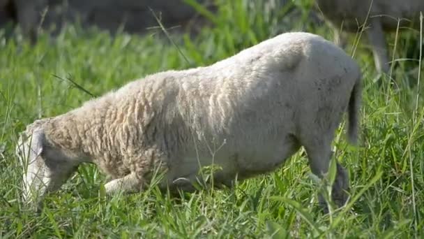 White lambs — Stock Video