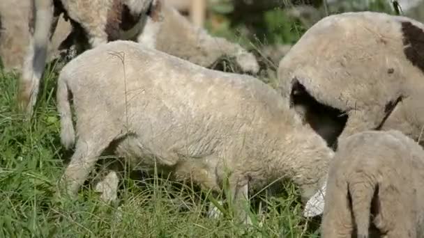 Corderos blancos — Vídeos de Stock