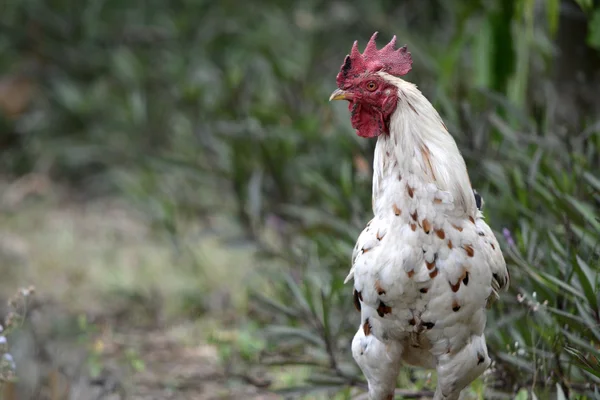 Gallo blanco —  Fotos de Stock