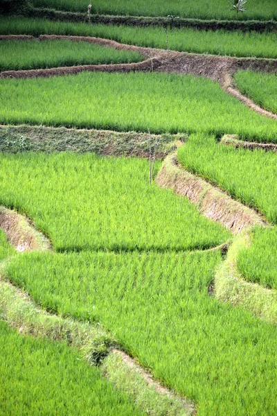 Зелёное рисовое поле — стоковое фото