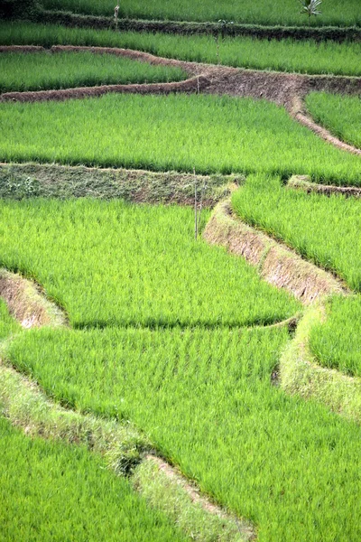 Campo de ricefield verde — Fotografia de Stock