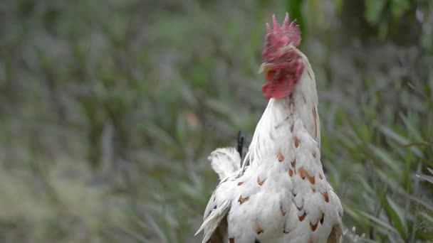 Coq blanc 