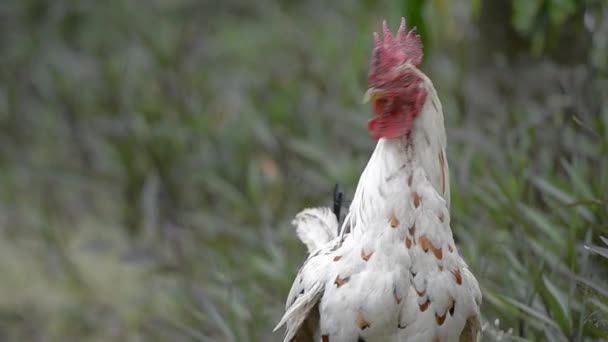 Gallo blanco — Vídeo de stock