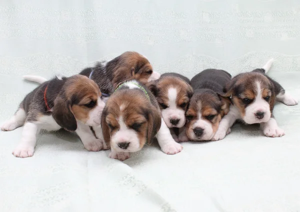 Beagle yavruları