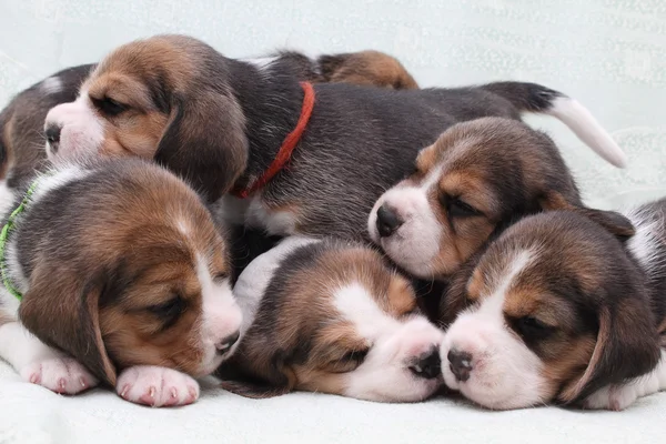Beagle puppies — Stock Photo, Image