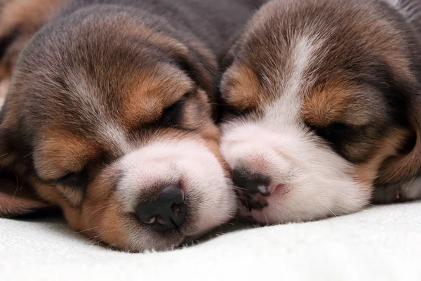 Beagle puppies — Stock Photo, Image