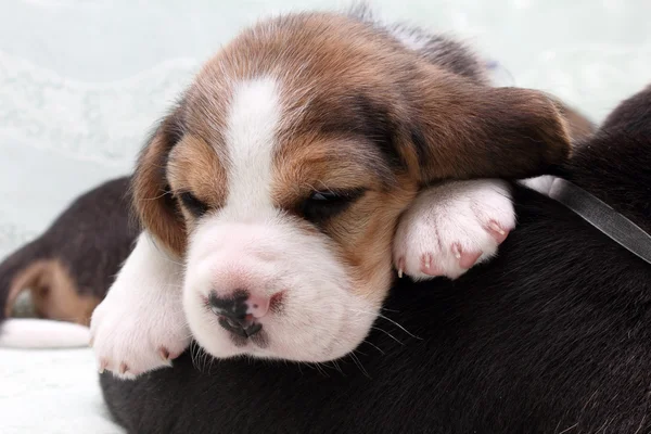 Beagle puppy — Stock Photo, Image