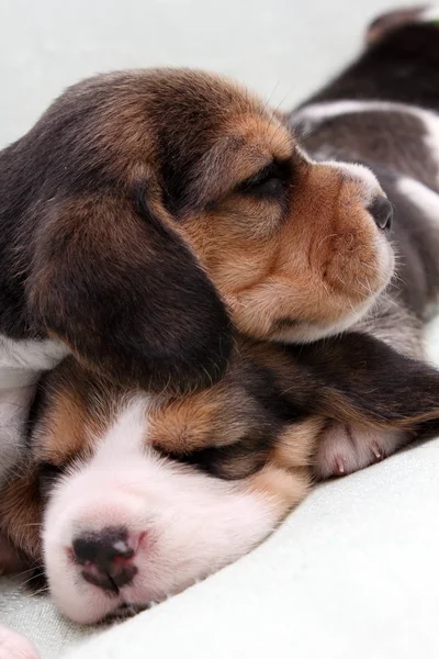 Beagle yavruları