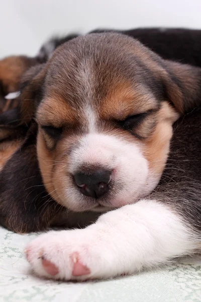 Beagle puppy — Stock Photo, Image