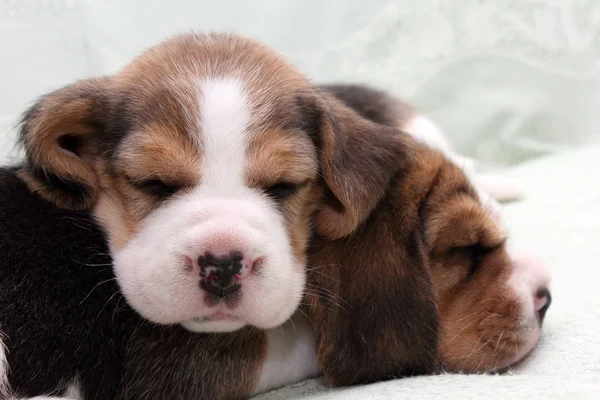 Filhotes de beagle — Fotografia de Stock