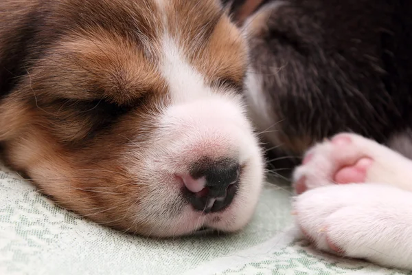 ビーグル犬の子犬 ロイヤリティフリーのストック画像