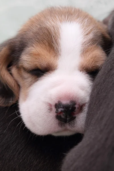 Beagle pup Rechtenvrije Stockfoto's