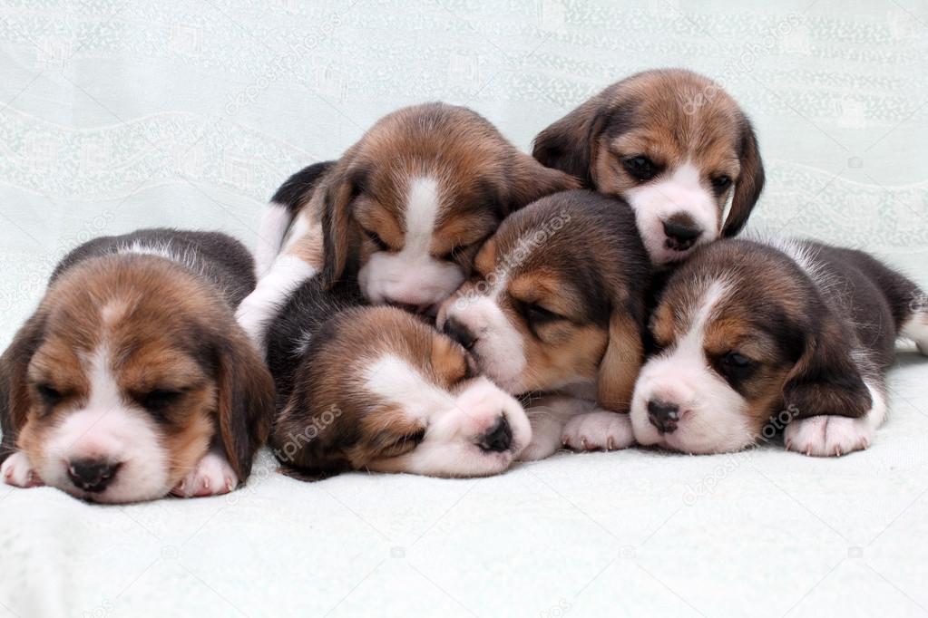 Beagle puppies