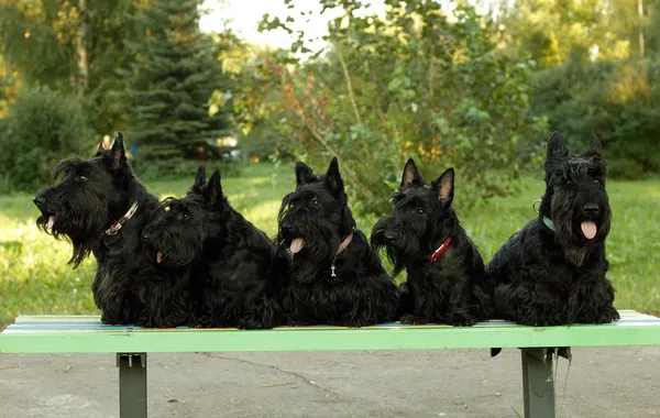 Terriers escoceses — Foto de Stock