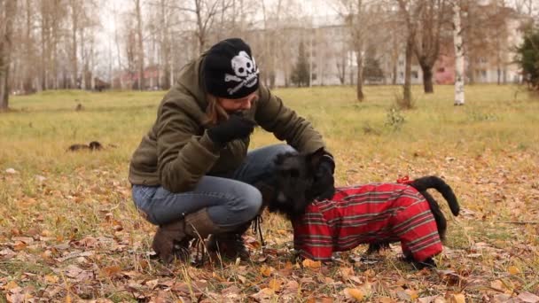 Schotse Terriër in het park — Stockvideo