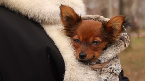 Juguete-terrier perro — Vídeo de stock