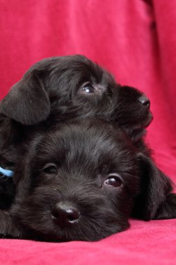 minyatür schnauzer kukla