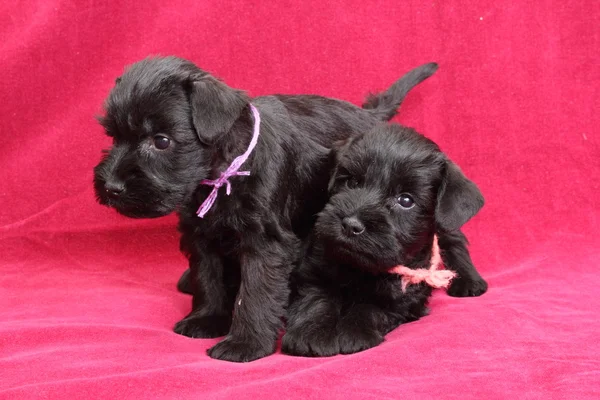 Miniature Schnauzer puppies — Stock Photo, Image