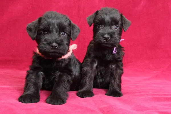 minyatür schnauzer kukla