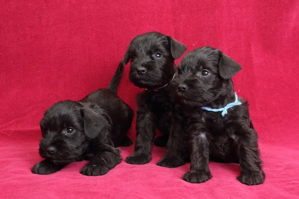 Miniature Schnauzer puppies — Stock Photo, Image