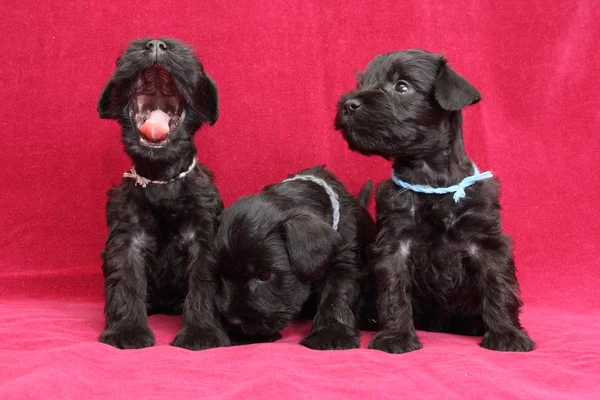 Miniature Schnauzer puppies — Stock Photo, Image