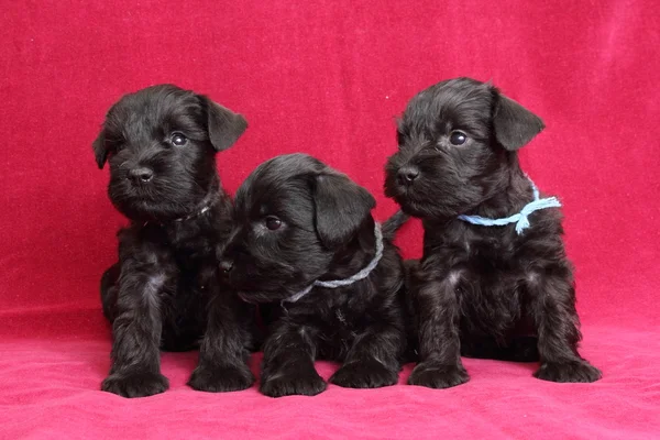 Miniature Schnauzer puppies — Stock Photo, Image