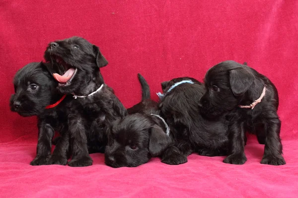 Miniatura schnauzer cachorros — Foto de Stock