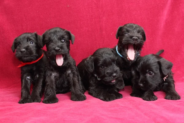 Zwergschnauzer-Welpen — Stockfoto