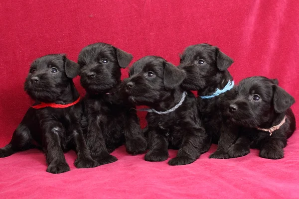 minyatür schnauzer kukla