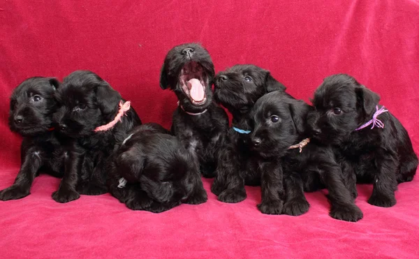 Miniature Schnauzer puppies — Stock Photo, Image