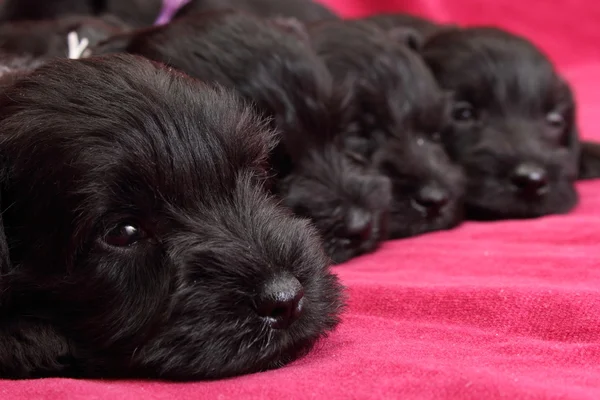 Cachorros Schnauzer miniatura — Fotografia de Stock