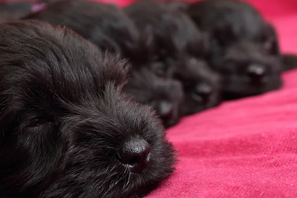 Miniature Schnauzer puppies — Stock Photo, Image